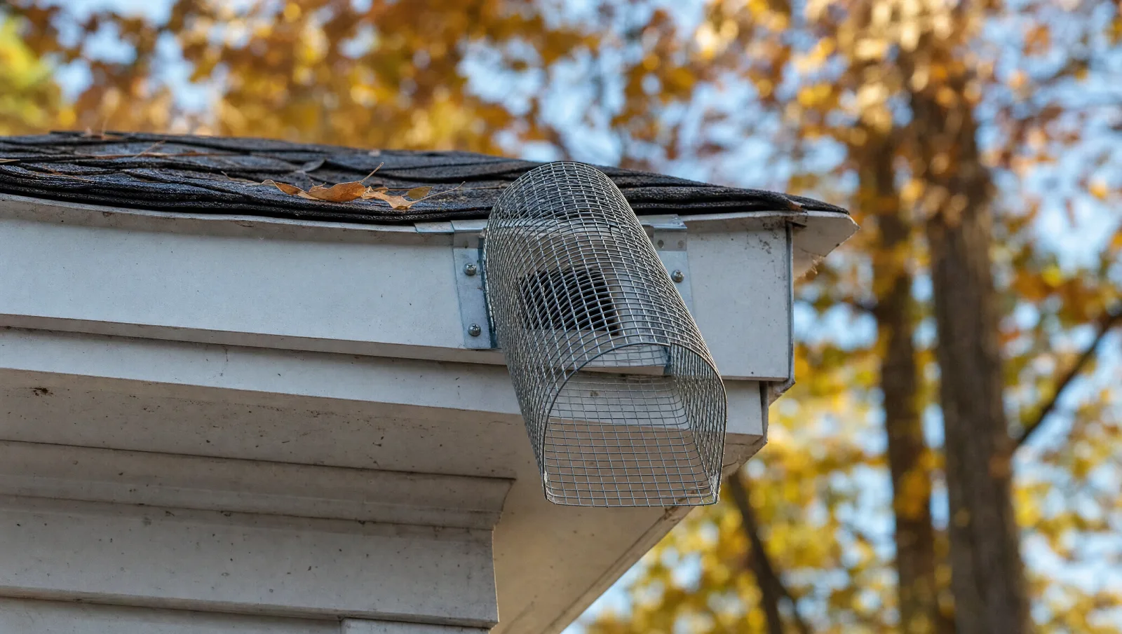 Galvanized mesh one-way exclusion tunnel mounted over a roofline entry hole so squirrels can leave but not come back